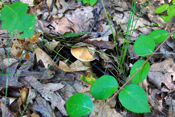 The mushroom with a brown hat is seen from under the autumn foliage in the forest.