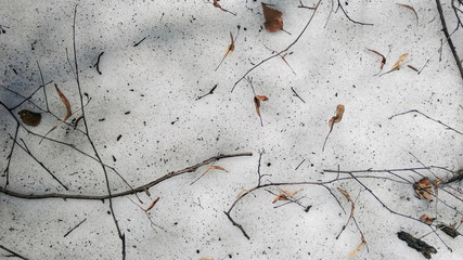 Twigs on the forest floor. The snow is melting.The snow is melting. Spring is coming