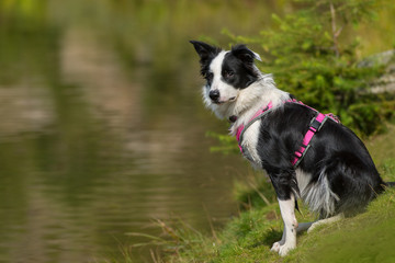 Junger Border Collie am See