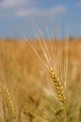 Getreideähre vor unscharfem Feld im Hintergrund