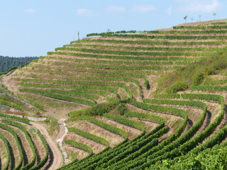 Nahe-Weinberge bei Wallhausen / Nahe