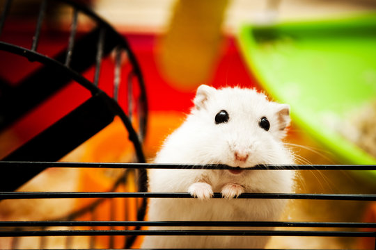 dwarf hamster in his cage