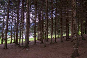 Beautiful pine-tree woods 