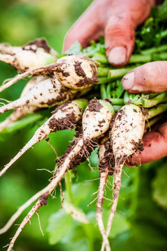 l&eacute;gumes racines,  potager et cuisine bio