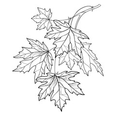 Vector branch with outline Acer or Maple ornate leaves in black isolated on white background. Composition with foliage of Maple tree in contour style for autumn design or coloring book.