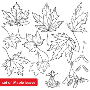 Vector set with outline Acer or Maple ornate leaves, fruit or samara and flower bunch in black isolated on white background. Foliage of Maple tree in contour style for autumn design or coloring book.