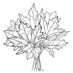 Vector bouquet with outline Acer or Maple ornate leaves in black isolated on white background. Composition with foliage of Maple tree in contour style for autumn design or coloring book.