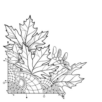 Vector corner bouquet with outline Acer or Maple ornate leaves in black isolated on white background. Composition with foliage of Maple tree in contour style for autumn design or coloring book.