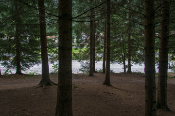 road in the forest