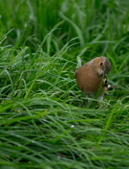 funny bird on green grass foreground and background looking above