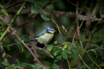yellow great tit bird perched on the twig of thorny shrubs