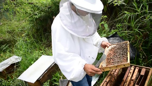 colmena de abejas retirada para recolecci&oacute;n de miel