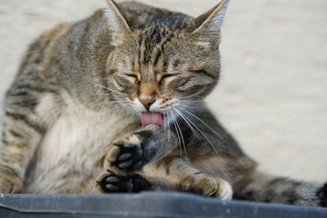 Gray white Central European Shorthair cat makes grooming and brushes extensively 
