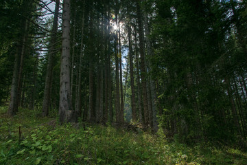 morning in the forest