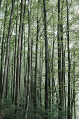 Dense planting of green trees in a mountain forest