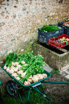 l&eacute;gumes racines,  potager et cuisine bio