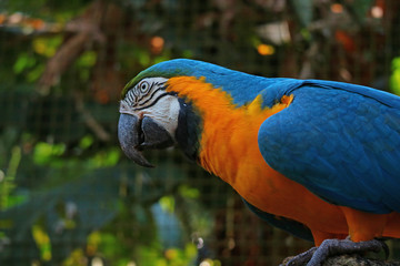 Close Up of Blue-and-Yellow Macaw Parrot or Ara ararauna in the Park, Foz do Iguacu, Brazil, South America