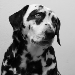 portrait of a dog