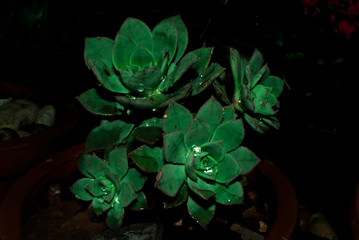 flores