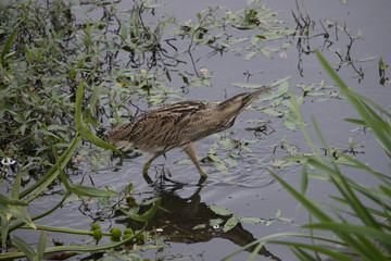 Eurasian Bittern walking carefully searching for prey in the Weerribben the Netherlands.