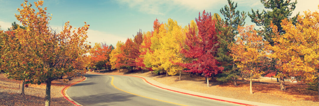 Road through colorful trees in autumn