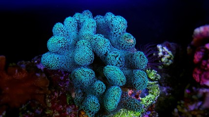 Stylophora colorful SPS coral in saltwater aquarium reef tank - obrazy, fototapety, plakaty