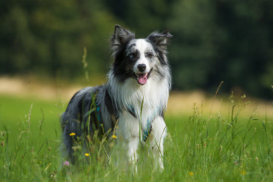 Border Collie steht in einer Wiese