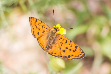 Orange Butterfly