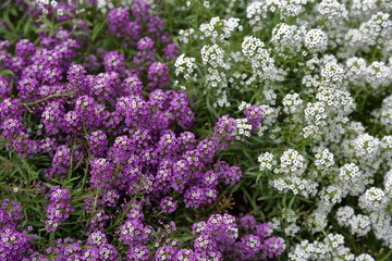Flowering of the beautiful white and purple Lobularia in the city park
