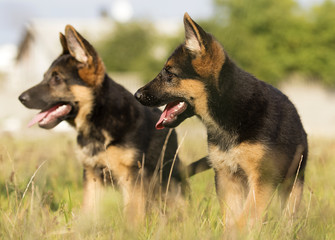 German Shepherd puppies in the grass