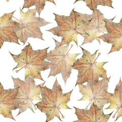 Beautiful autumn background of maple leaves. Isolated
 