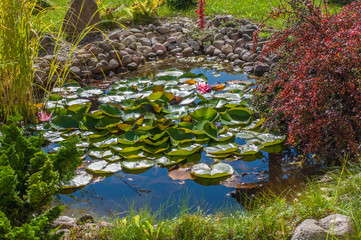 Beautiful Garden Pond