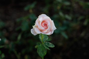 tree, spring, fresh, mint, foliage, summer, flora, macro, herb, flower, botany, rose, linden, garden, natural, growth, closeup