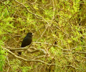 El cacique solitario, también denominado boyero negro, arrendajo solitario y arrendajo llanero y boyero pico grueso