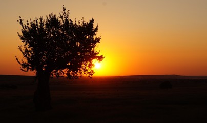 Obraz na płótnie Canvas Silhouette of a tree at sunset on a field