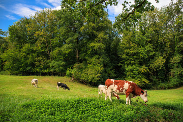 Kühe grasen auf einer abgelegenen Wiese im Allgäu