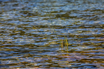 Grass inside clear water
