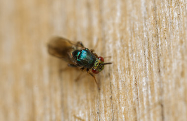 Ormyrus nitidulus parasitic wasp