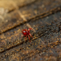 Anystidae whirligig  mite