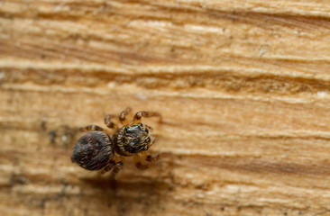 Sitticus pubescens