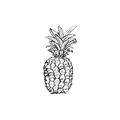 Pineapple. Exotic tropical fruit. Sketch. - 222540406