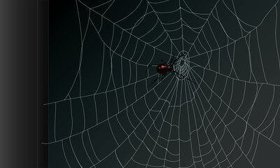 Spider & Cobweb
