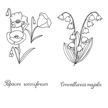 Papaver, poppy seed. lily of the valley, convallaria. Sketch.