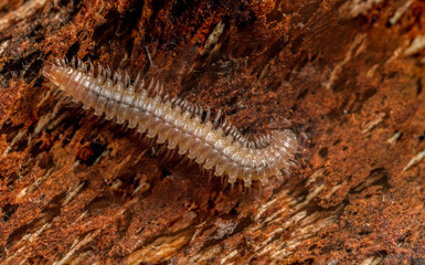 Eyed Flat-backed Millipede (Nanogona polydesmoides)