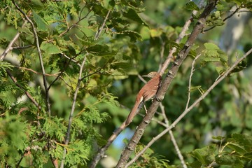 Perched Brown Thrasher