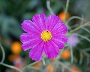flower - kosmos, macro photo © Robert