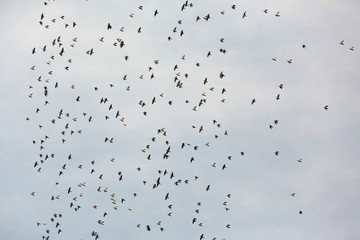 Farmer pigeons fly in a large herd