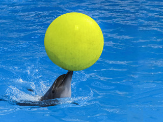 A Dolphin with a yellow ball on his nose
