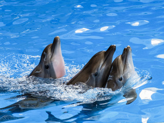 three dolphins swim one after another