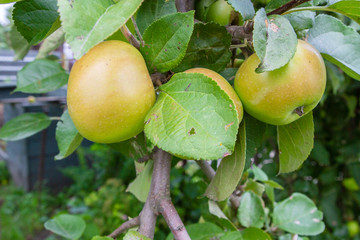 Apples hang on a branch Mature in the morning dew